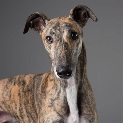 Adopt a greyhound .